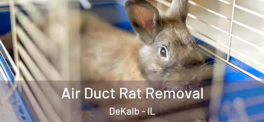 Air Duct Rat Removal DeKalb - IL