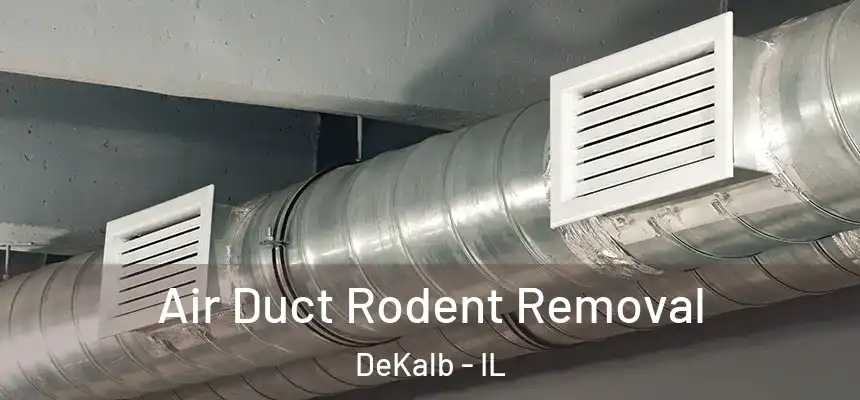 Air Duct Rodent Removal DeKalb - IL