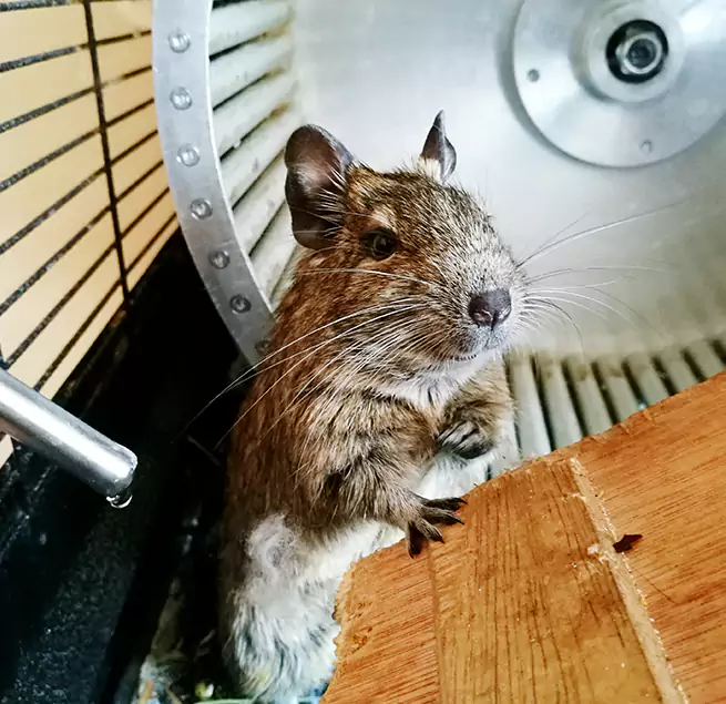 Why Homeowners & Businesses Trust Us DeKalb, IL?